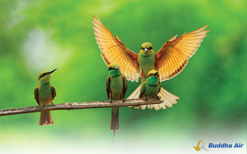 Green Bee Eater - Wildlife Conservation and Tourism